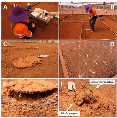 Field-Deployed Extruded Seed Pellets Show Promise for Perennial Grass Establishment in Arid Zone Mine Rehabilitation